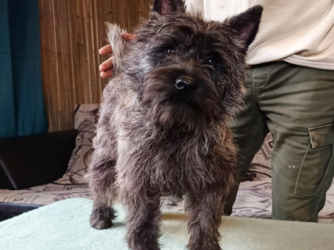 Perros Terrier Cairn en venta
