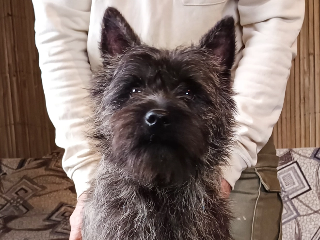 Perros Terrier Cairn en venta