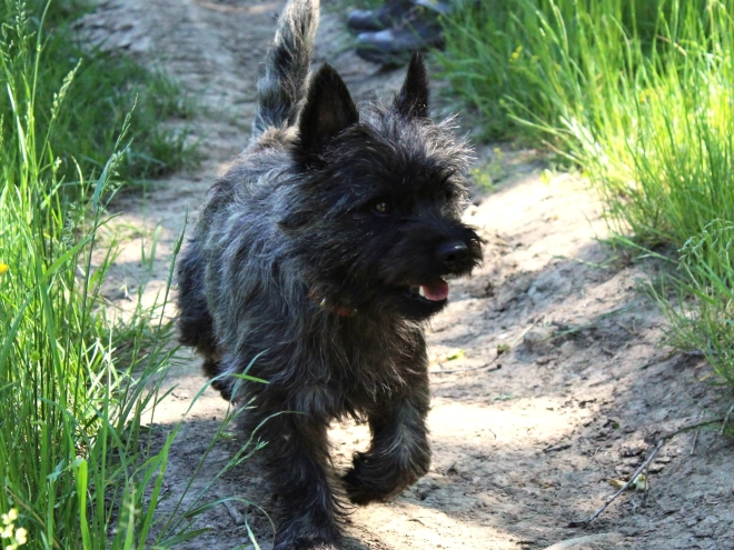 Perros Terrier Cairn en venta