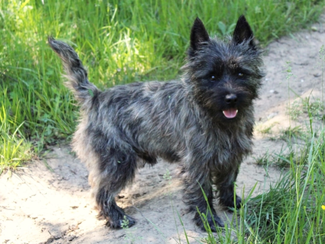 Perros Terrier Cairn en venta
