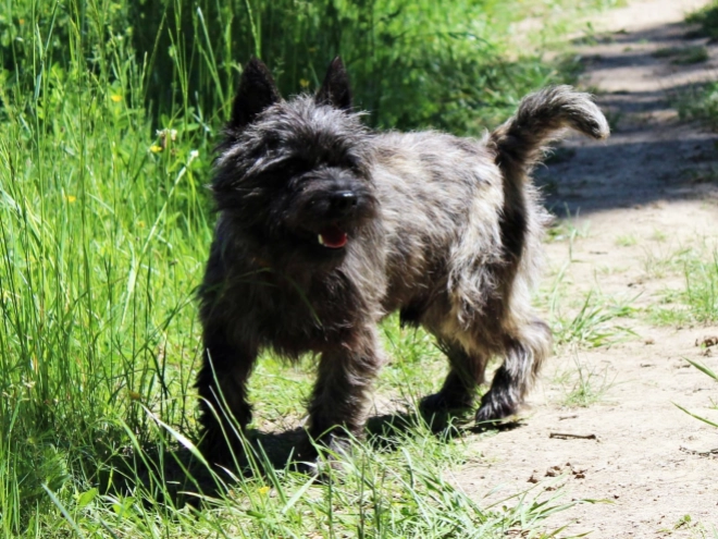 Perros Terrier Cairn en venta