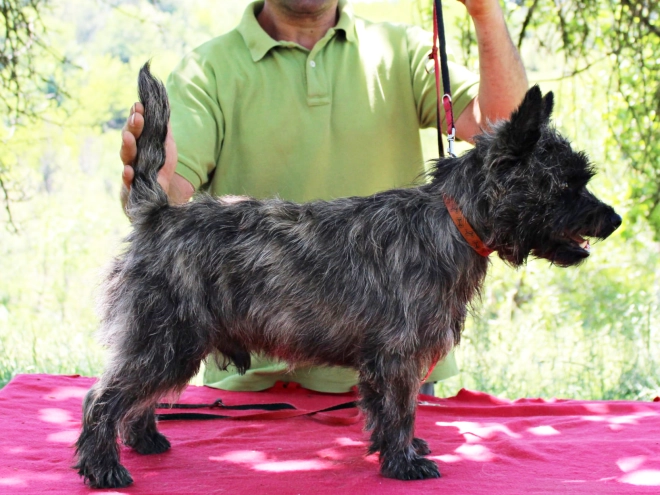 Perros Terrier Cairn en venta