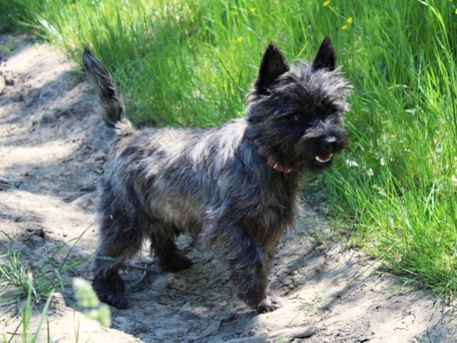 Perros Terrier Cairn en venta