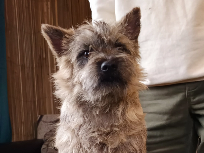 Cairn-Terrier Welpe kaufen