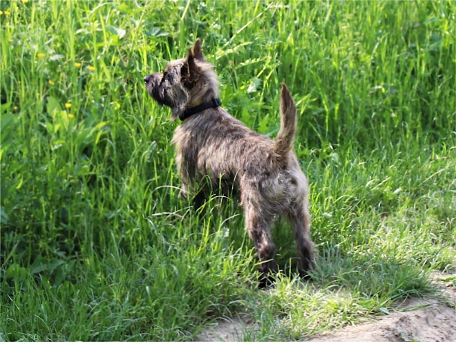 Cairn-Terrier Welpe kaufen