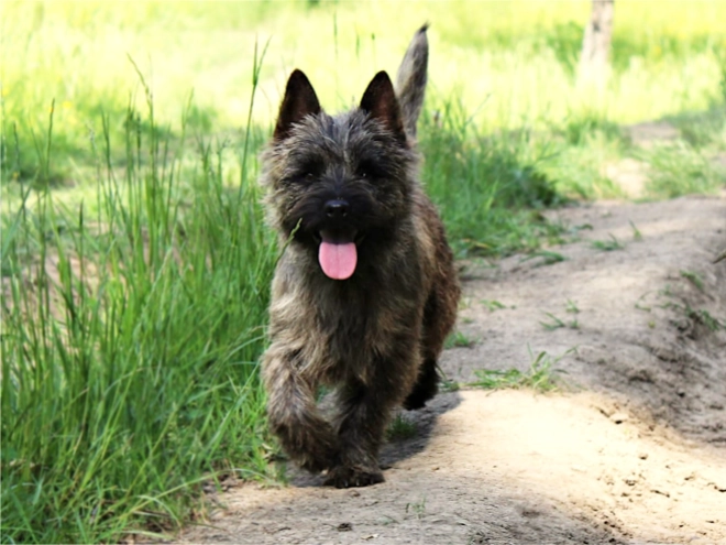Cairn-Terrier Welpe kaufen