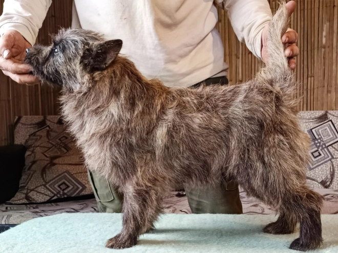 Cairn-Terrier Welpe kaufen
