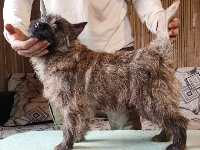 Cairn-Terrier Welpe kaufen