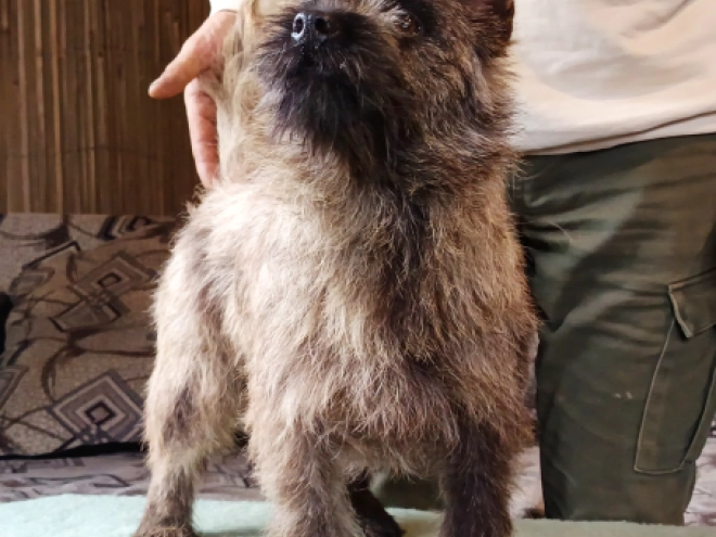 Cairn-Terrier Welpe kaufen