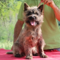 Josi, brindle Cairn Terrier for sale