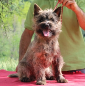 Cairn-Terrier Welpe kaufen