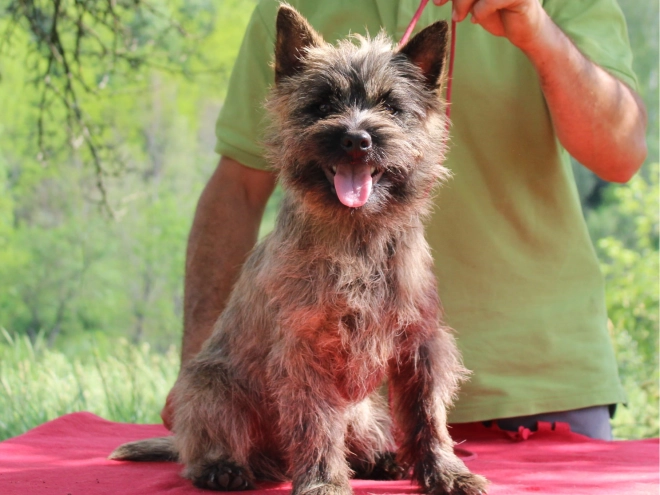Cairn-Terrier Welpe kaufen