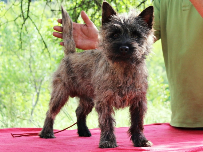 Cairn-Terrier Welpe kaufen
