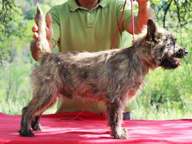 Cairn-Terrier Welpe kaufen
