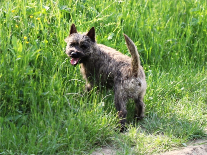 Cairn-Terrier Welpe kaufen