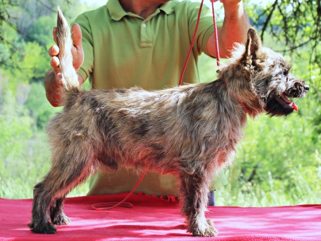Cairn-Terrier Welpe kaufen