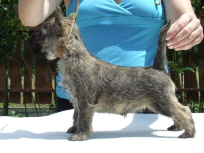 Perros Terrier Cairn en venta