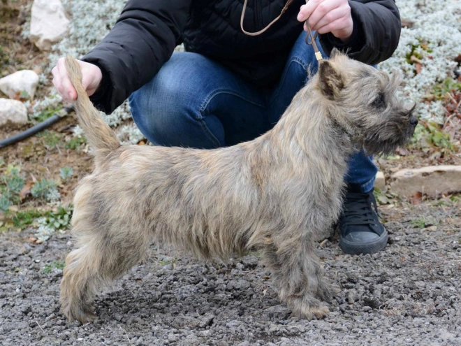 Perros Terrier Cairn en venta