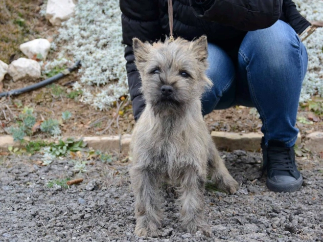 Perros Terrier Cairn en venta