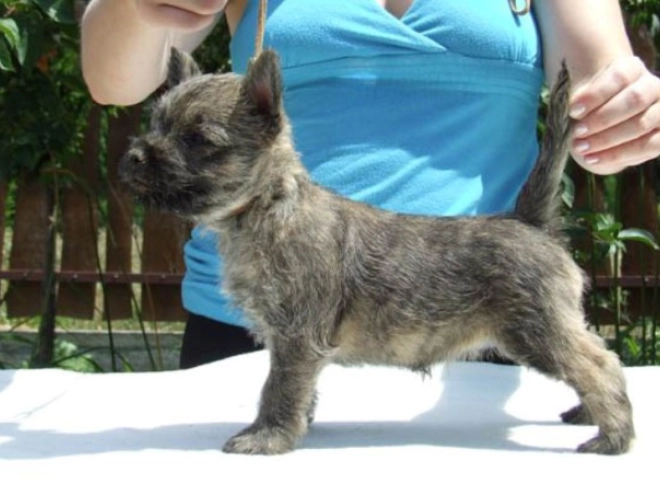Perros Terrier Cairn en venta