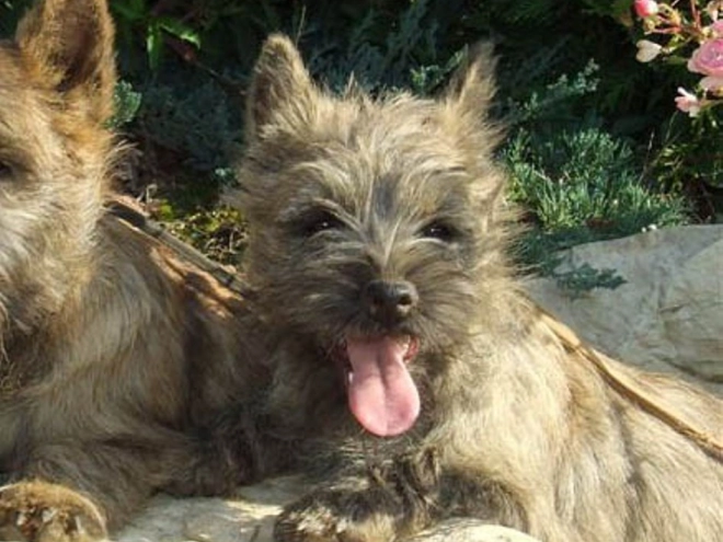 Perros Terrier Cairn en venta