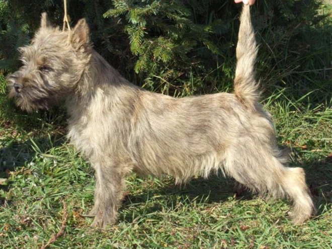 Perros Terrier Cairn en venta