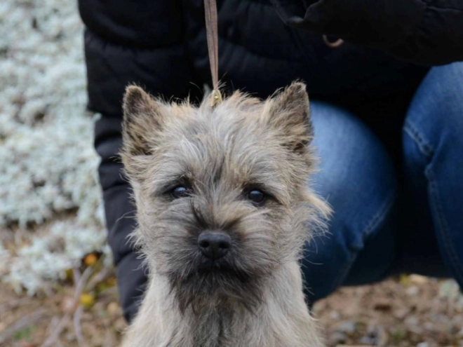 Perros Terrier Cairn en venta
