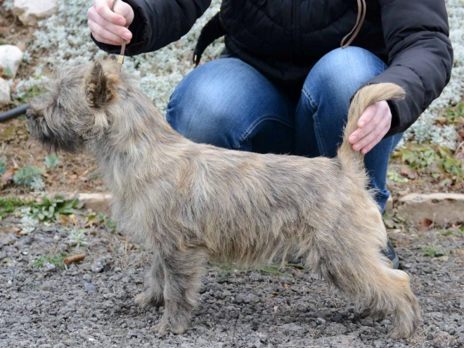 Perros Terrier Cairn en venta