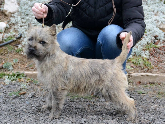 Perros Terrier Cairn en venta