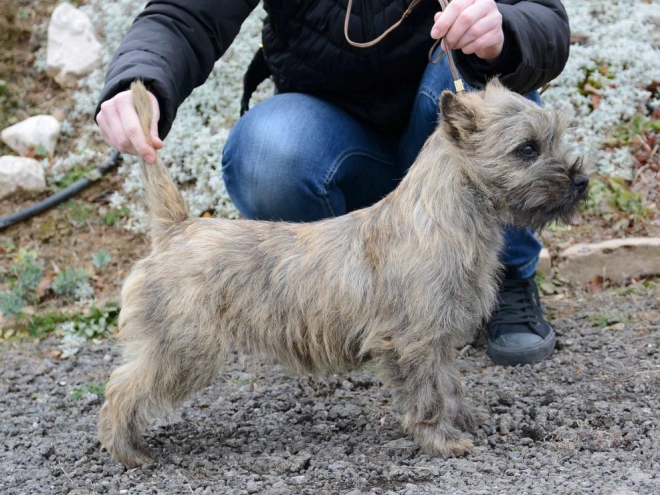 Perros Terrier Cairn en venta