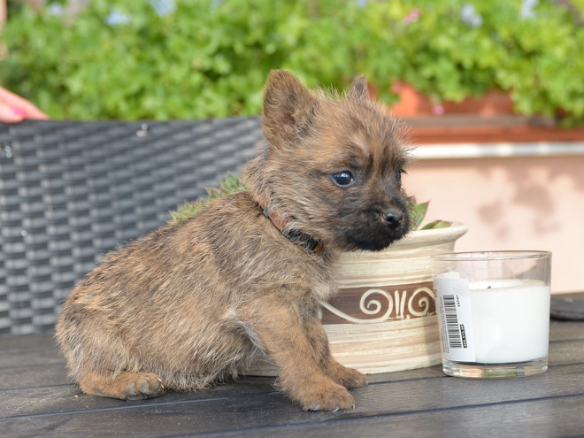 Perros Terrier Cairn en venta