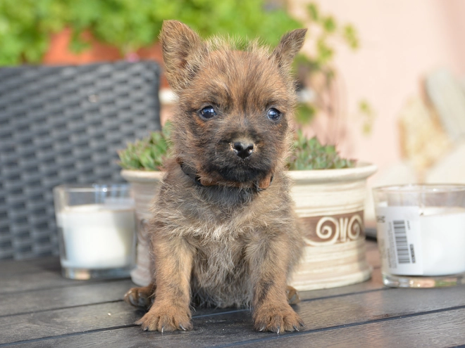 Perros Terrier Cairn en venta
