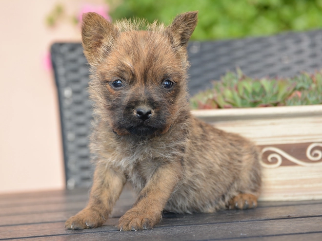 Perros Terrier Cairn en venta