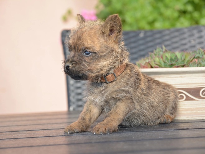 Perros Terrier Cairn en venta