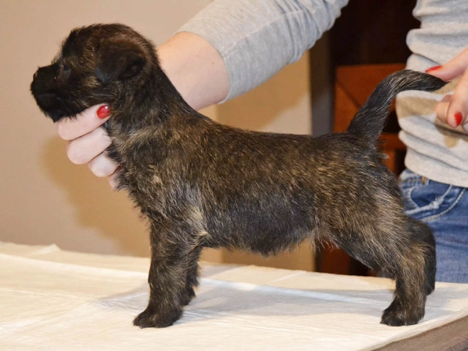 Perros Terrier Cairn en venta