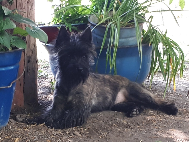 Perros Terrier Cairn en venta