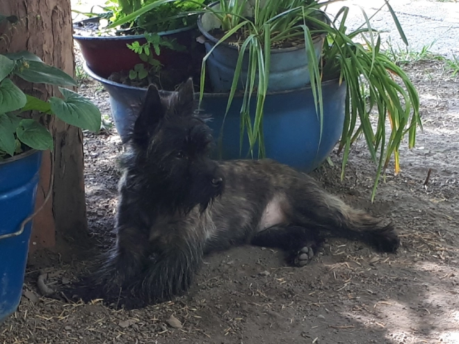 Perros Terrier Cairn en venta