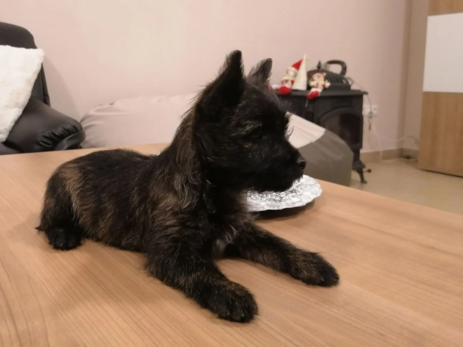 Perros Terrier Cairn en venta