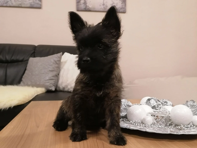 Perros Terrier Cairn en venta