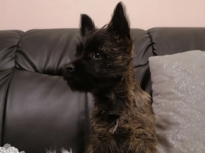 Perros Terrier Cairn en venta