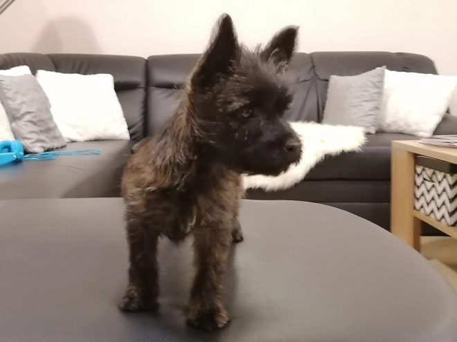 Perros Terrier Cairn en venta