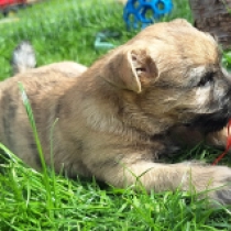 Apollo, brindle Cairn Terrier for sale