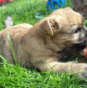 Cairn-Terrier Welpe kaufen