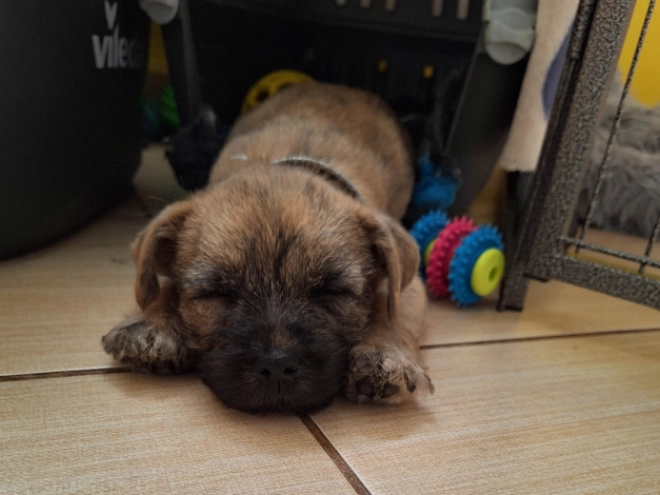 Cairn-Terrier Welpe kaufen