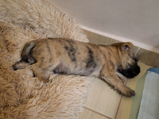 Cairn-Terrier Welpe kaufen