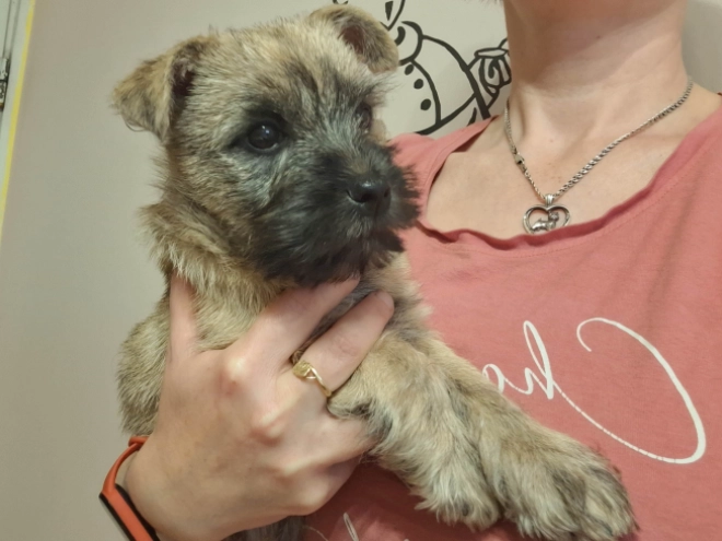 Cairn-Terrier Welpe kaufen