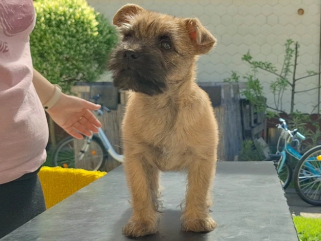 Cairn-Terrier Welpe kaufen