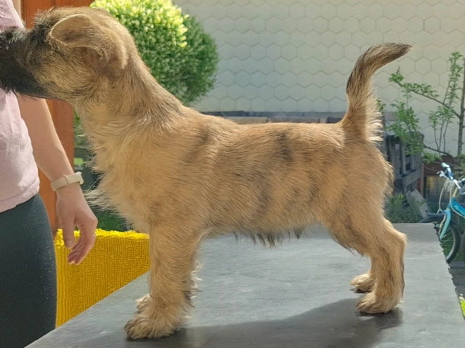 Cairn-Terrier Welpe kaufen
