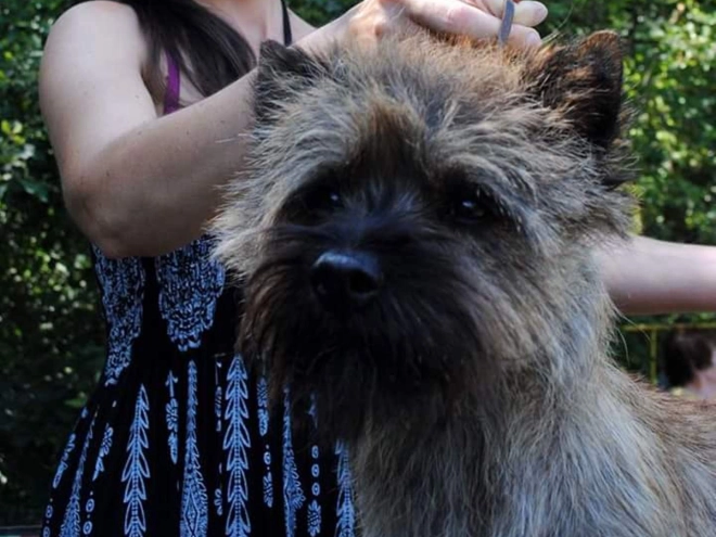 Perros Terrier Cairn en venta