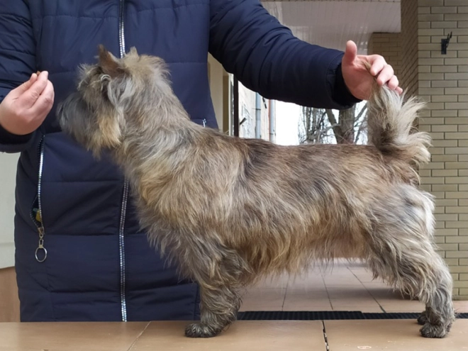 Perros Terrier Cairn en venta